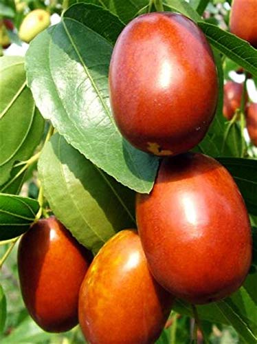 Exclusive Live Sweet Jujube fruit ber Plant Suitable For Bonsai