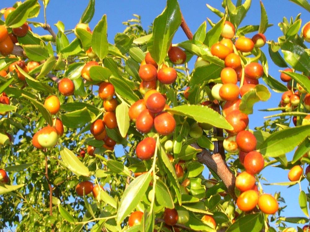 Exclusive Live Sweet Jujube fruit ber Plant Suitable For Bonsai