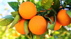 Green Paradise® Sweet Lemon (Mosambi) Seeds suitable for bonsai (pack of 10 seeds) with free media mannure for sowing seeds