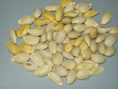 Green Paradise® Sweet Lemon (Mosambi) Seeds suitable for bonsai (pack of 10 seeds) with free media mannure for sowing seeds