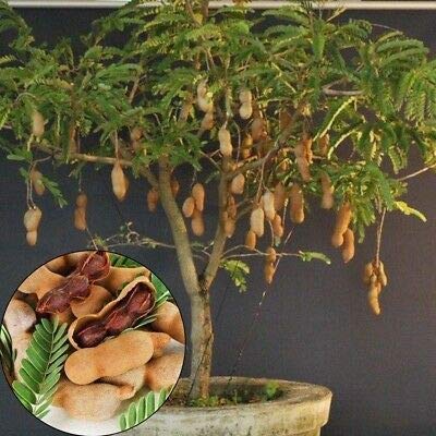 Exclusive Sweet Tamarind Live Plant Suitable For Bonsai