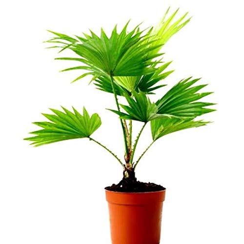 Table Palm Live Plant Chinese Palm Live Plant