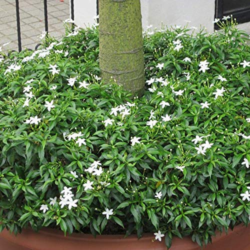Mini tagar (chinese crepe jasmine) live plant – GreenParadiseLive