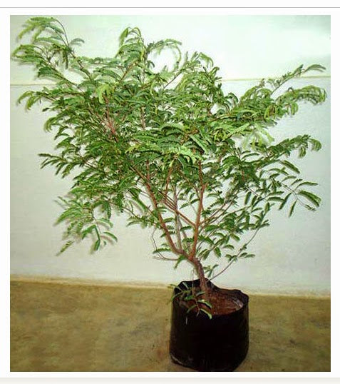 Exclusive Sweet Tamarind Live Plant Suitable For Bonsai