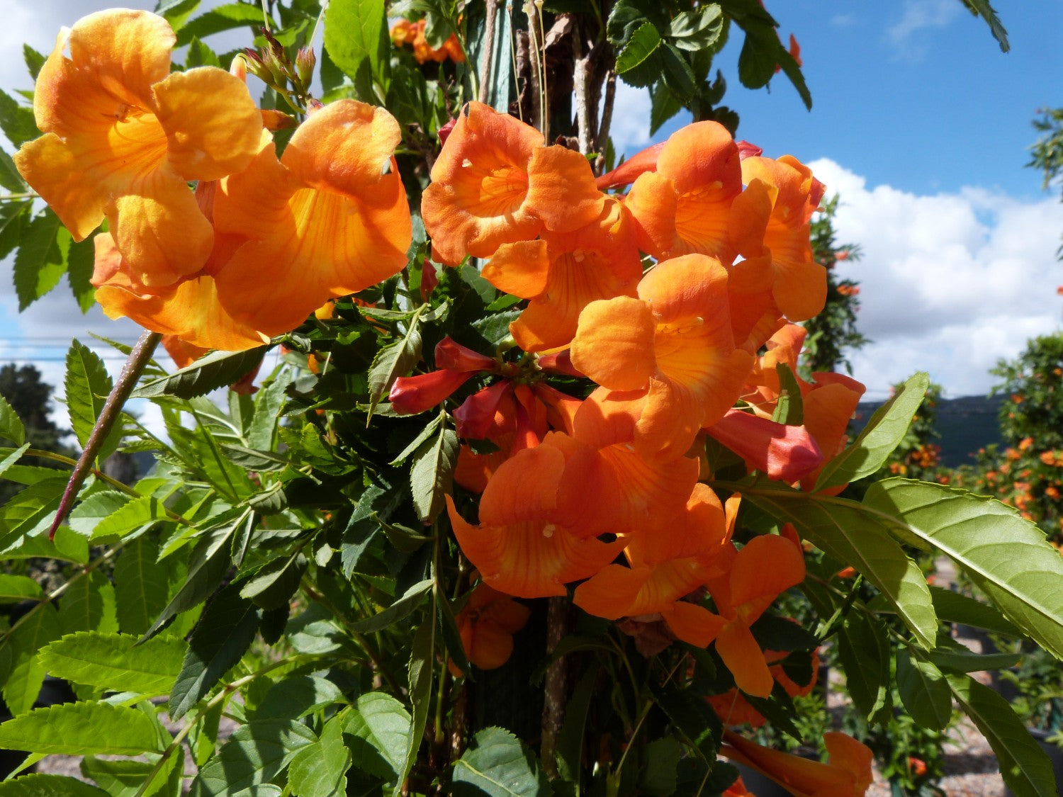 Campsis grandiflora Chinese Trumpet Creeper Orange Live Plant