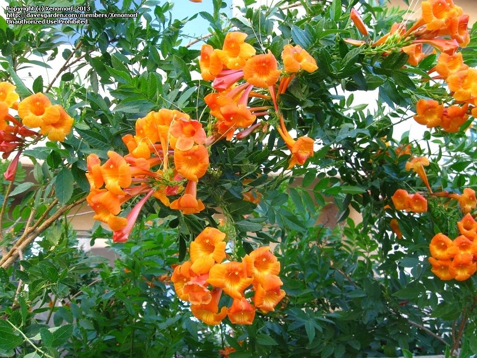 Tecoma Dwarf Orange plant