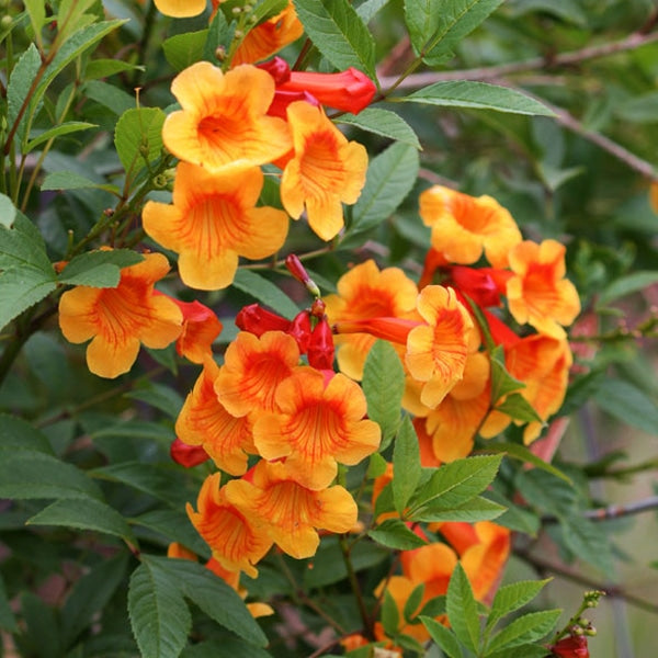 Tecoma Dwarf Orange plant