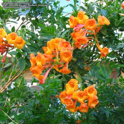 Tecoma Dwarf Orange plant