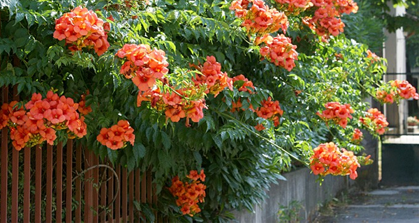 Campsis grandiflora Chinese Trumpet Creeper Orange Live Plant