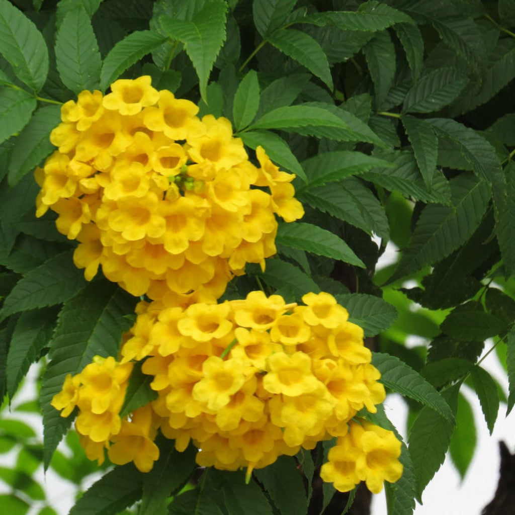 Green Paradise Dwarf Yellow Tecoma Plant