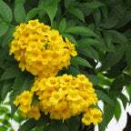 Green Paradise Dwarf Yellow Tecoma Plant