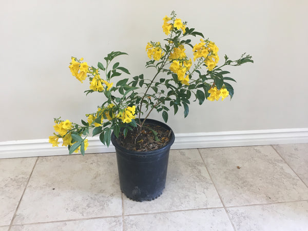 Green Paradise Dwarf Yellow Tecoma Plant