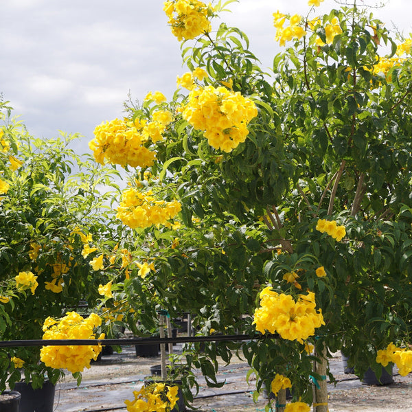 Green Paradise Dwarf Yellow Tecoma Plant