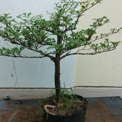 Terminalia Mentalis Chinese Terminalia Mentally Health Live Sapling Plant With Nice Plastic Bonsai Pot