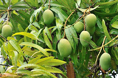 Exclusive Thai All Time Mango Live Plant