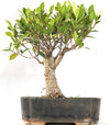 Bonsai Ficus Tiger Bark 8 years old Live Bonsai Plant
