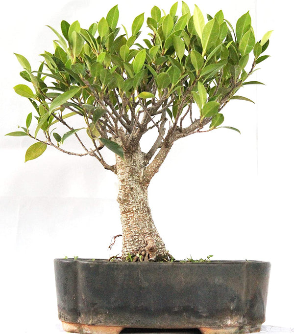 Bonsai Ficus Tiger Bark 8 years old Live Bonsai Plant