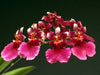Tolumnia orchid plant (Pink Color)