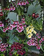 Green Paradise® Tolumnia orchid plants Exotic and Rare Random colors (without flowers)