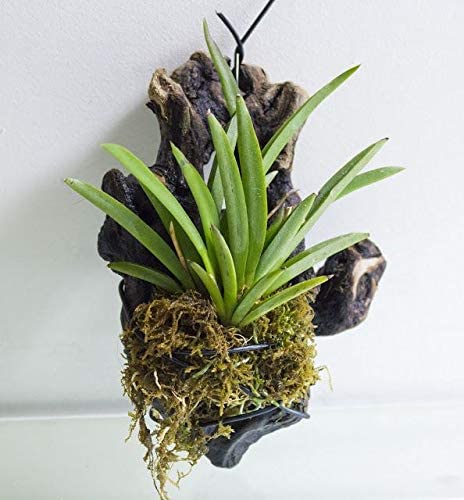 Green Paradise® Tolumnia orchid plants Exotic and Rare Random colors (without flowers)