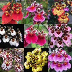 Green Paradise® Tolumnia orchid plants Exotic and Rare Random colors (without flowers)