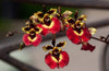 Tolumnia orchid plants (pack of 5) mix colors without flowers