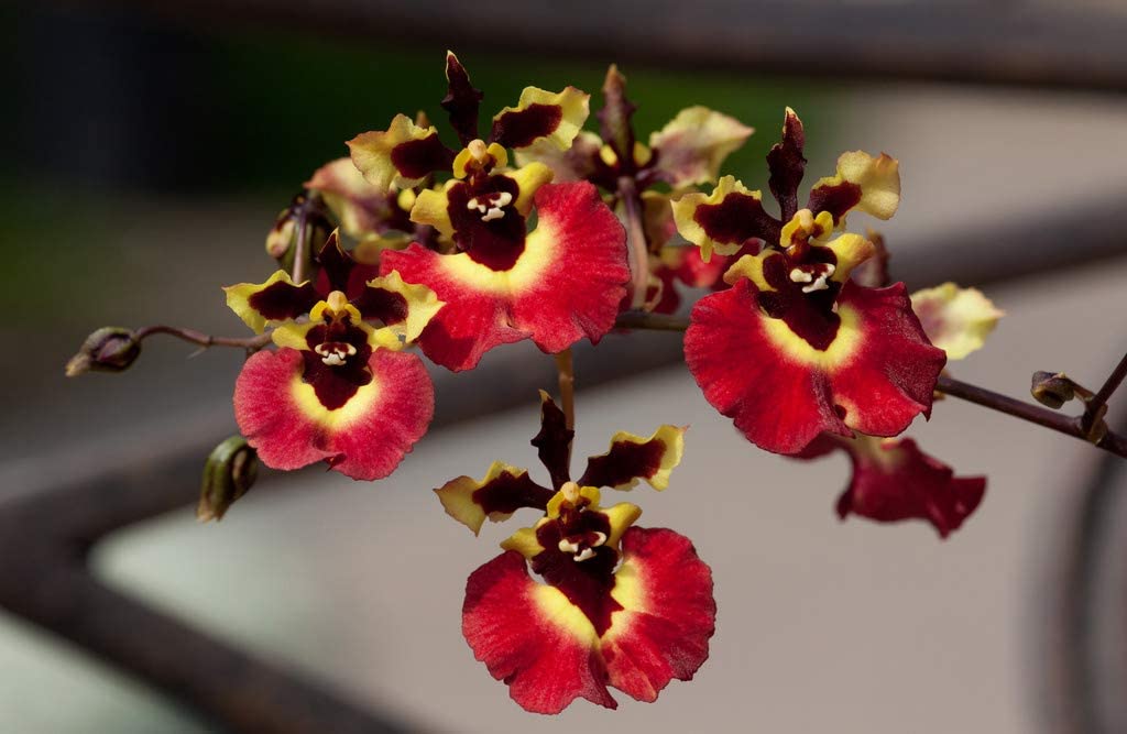 Green Paradise® Tolumnia orchid plants Exotic and Rare Random colors (without flowers)