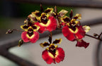 Green Paradise® Tolumnia orchid plants Exotic and Rare Random colors (without flowers)