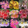 Tolumnia orchid plants (pack of 5) mix colors without flowers