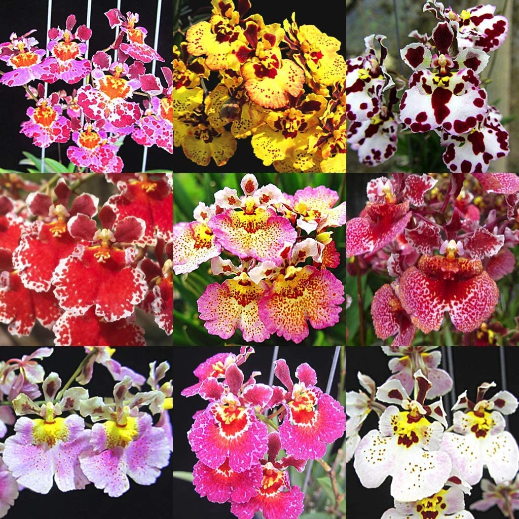 Green Paradise® Tolumnia orchid plants Exotic and Rare Random colors (without flowers)