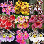 Green Paradise® Tolumnia orchid plants Exotic and Rare Random colors (without flowers)