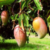 Exclusive Totapuri Mango Live Plant
