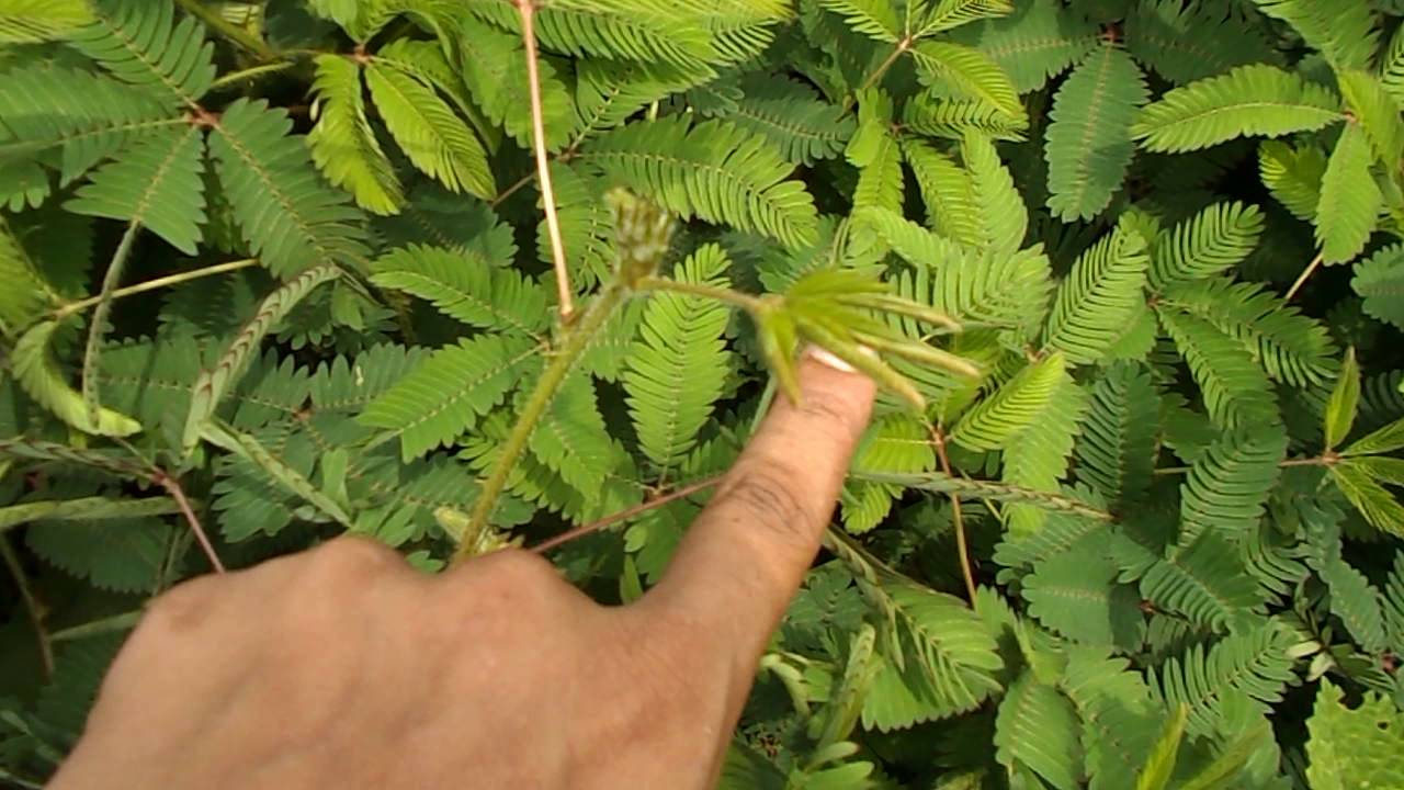 Touch me not Plant