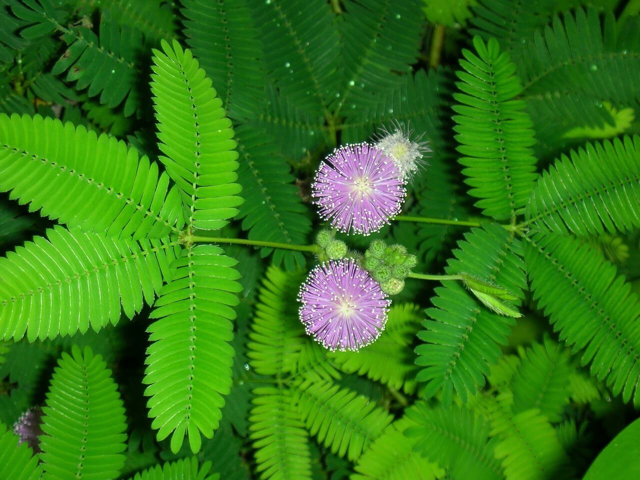 Touch me not Plant