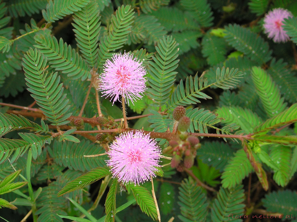 Touch me not Plant