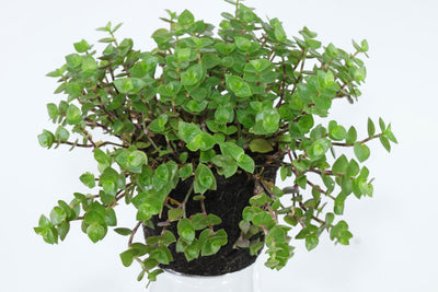 Green Paradise® Turtle Vine plant