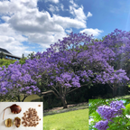 GREEN PARADISE® blue jacaranda tree F1 Quality seeds Pack Jacaranda mimosifolia Blue Shower Tree seeds Ornamental flowering tree seeds with free growing media (pack of 50 seeds)