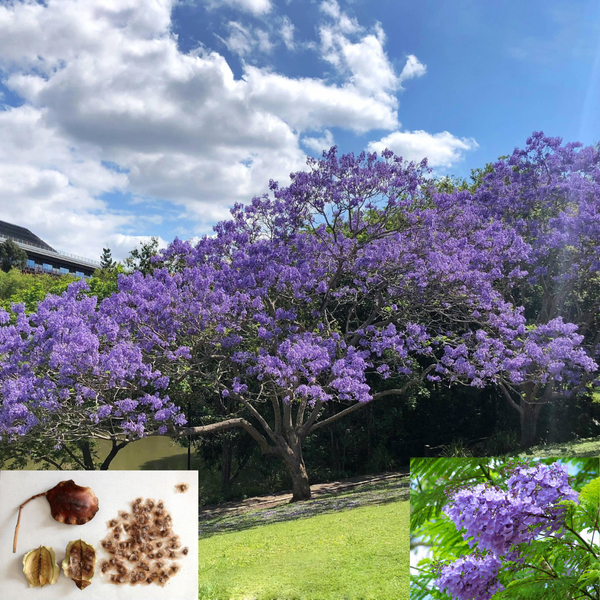 GREEN PARADISE® blue jacaranda tree F1 Quality seeds Pack Jacaranda mimosifolia Blue Shower Tree seeds Ornamental flowering tree seeds with free growing media (pack of 50 seeds)