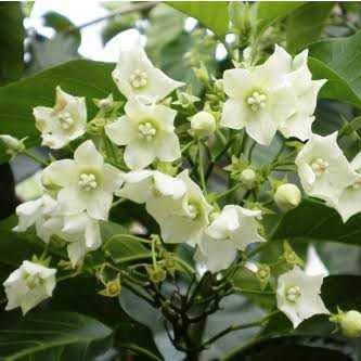 Vallaris Glabra scented flowered vine live plant bread flower vine live plant