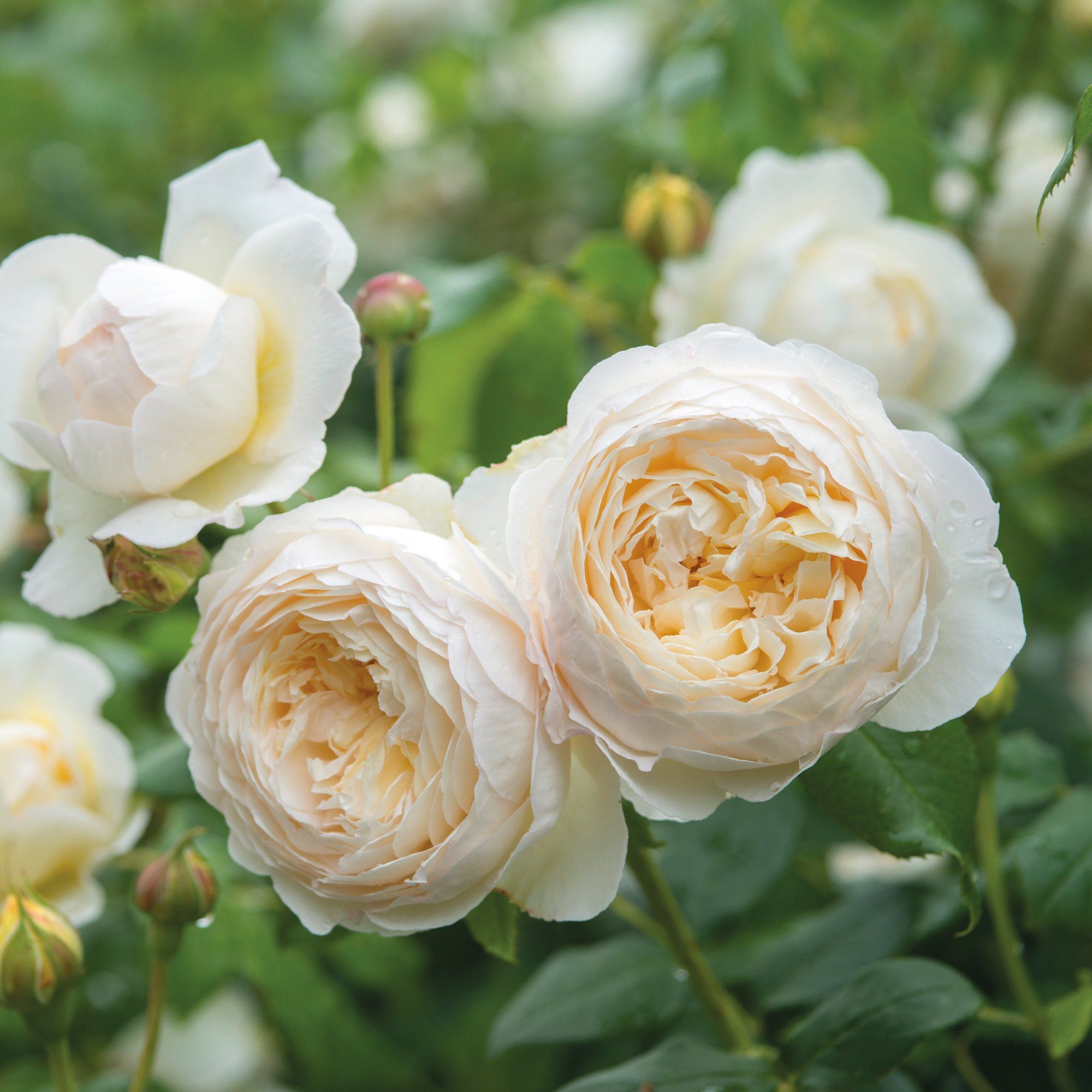 Green Paradise White Scented Climbing Rose Live Plant