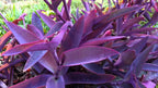Wandering Jew, Tradescantia Pallida Purple Heart - Purple Queen Live Plant