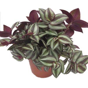 Wandering Jew Live Plant With Hanging Pot
