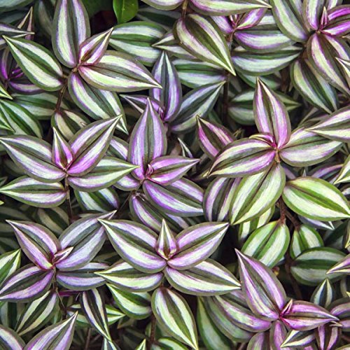 Wandering Jew Live Plant With Hanging Pot