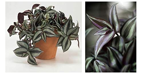 Wandering Jew Live Plant With Hanging Pot