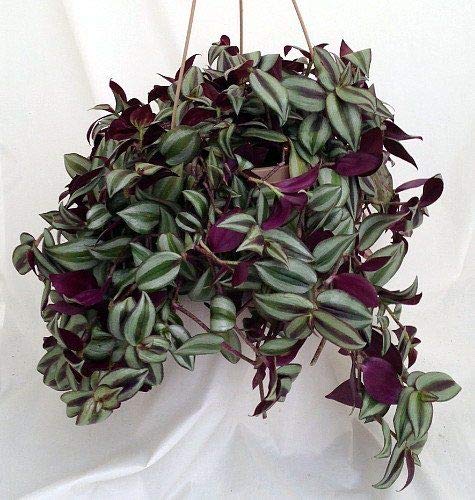 Wandering Jew Live Plant With Hanging Pot