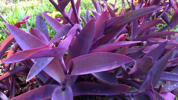 Wandering Jew, Tradescantia Pallida Purple Heart - Purple Queen Live Plant