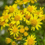 Wedelia Flower Plant Live Full Year Flowering Plant for Hanging Baskets,groundcovers,mini gardens, fairy gardens, bonsai landscapes