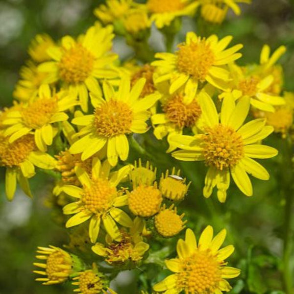 Wedelia Flower Plant Live Full Year Flowering Plant for Hanging Baskets,groundcovers,mini gardens, fairy gardens, bonsai landscapes