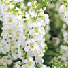 White Angelonia