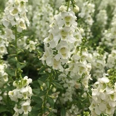 White Angelonia